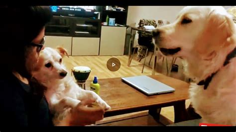 jealous dog watches owner pet fake dog|do dogs be jealous.